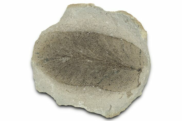 Macroneuropteris Fern Fossil Pos/Neg - Mazon Creek #325825